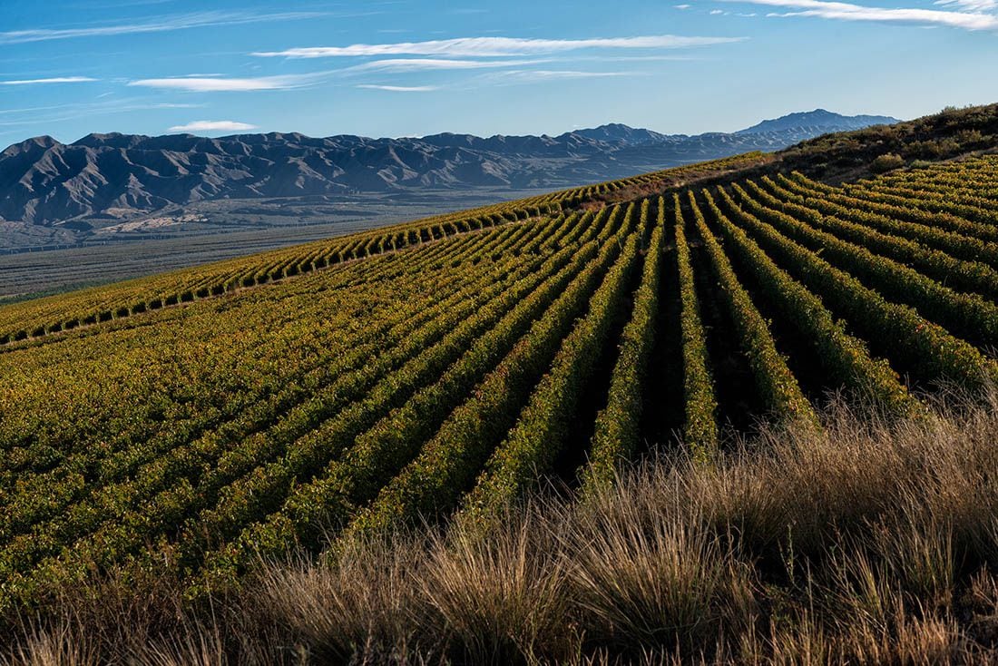 Valle de Pedernal: la joya oculta de San Juan que gana terreno en los vinos  de alta gama